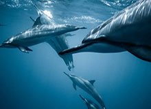 开云体育下载APP-2020足坛困局：优质资源紧缺 畸形育才致人才断档？